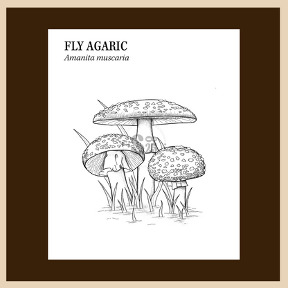 Mushroom Coloring Pages - Digital Download